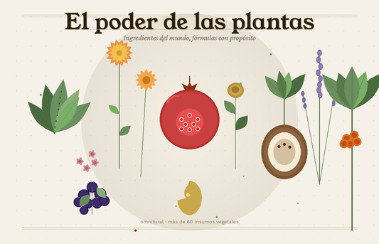 Las plantas detrás de nuestros productos — y por qué las elegimos